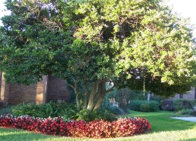 Landscaping Lakeland FL